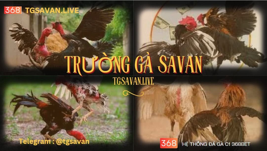 các trận GÀ CHỌI C1 tại Trường Gà Savan 