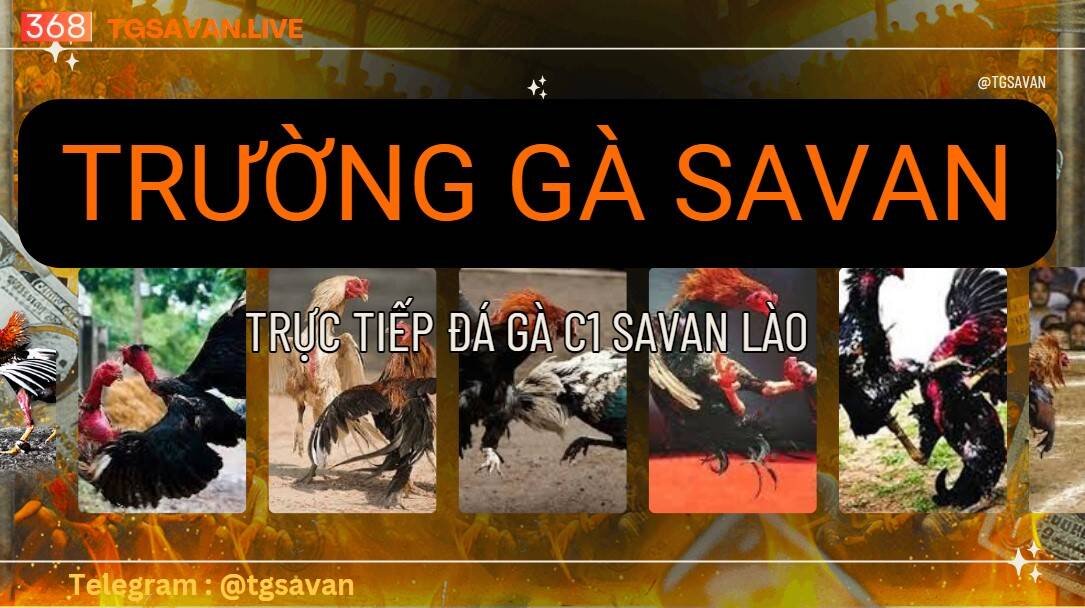 Xem Đá Gà Trường Gà Savan Tại Lào 
